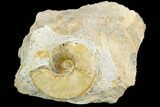 Ammonite Fossil - Boulemane, Morocco #122420-1
